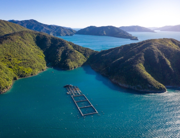 Adroit mang công nghệ IoT mới nhất cho Cá hồi Vua New Zealand