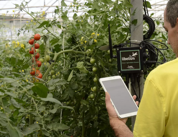 Nông nghiệp chính xác và tưới tự động cho cây trồng hữu cơ với công nghệ IoT của Libelium